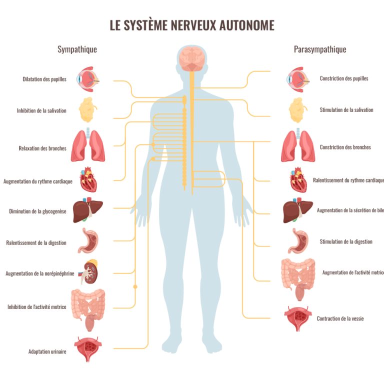 systeme-nerveux-autonome
